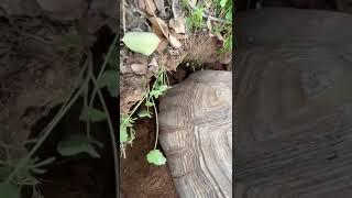 Tortoise laying eggs 