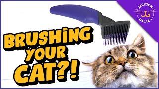 Top TIPS for Brushing Your Cat even if they hate it