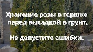 Хранение розы в горшке перед высадкой в грунт.  Не допустите ошибки  Питомник растений Е. Иващенко