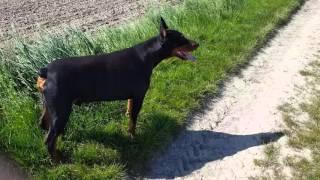 Doberman in the Heat Too Hot to run Not today Guys 