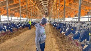 1200 VACAS = 56 mil LITRO de leche diario  32 mil dólares 