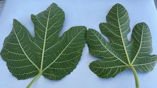 Collect the fig leaves before the season ends. benefits of fig leaf