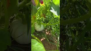 My very own pumpkin patch #garden #gardening #backyardgardening #homesteading #growyourown #shorts