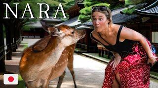 Nara Japan is going VIRAL right now... Heres why