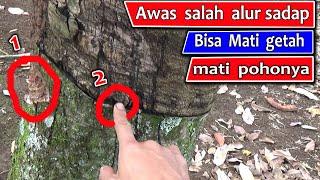 Tips cara menyadap karet yg benar - cara menoreh getah yg betul - cara menyadap karet yang benar