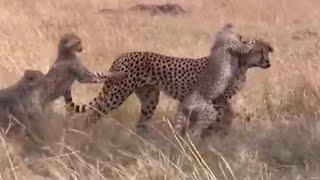 Cheetah Cubs Playing  Big Cat Diary  BBC Earth