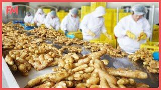 Amazing Modern Ginger Farming Technology. Modern Ginger Processing Factory. Ginger Harvest Machines