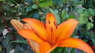 Hot Orange Lilium Lancifolium Tiger Lilly in 4k resolution