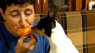 Чем кормить той-фокстерьера .Все любят хурму What Toy Fox Terrier Dogs Love