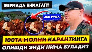 100 ТА МОЛНИ КАРАНТИНГА ОЛИШДИ ЭНДИ НИМА БУЛАДИ? РОССИЯДА ФЕРМА БИЗНЕСИДАН КАНЧА ПУЛ ТОПСА БУЛАДИ?