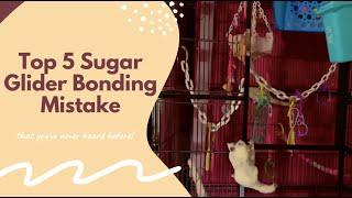 5 Sugar Glider Bonding Mistakes How to Bond with Gliders Glider Taming My Pawfect Family