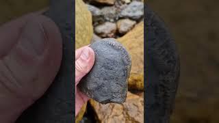 Fossil Nodule amongst the rocks showing an Ammonite inside 🪨 #fossilhunting #fossils #shorts #sea