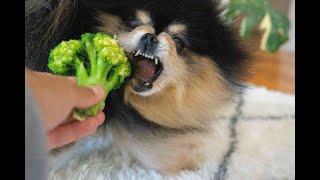 Dog Reacts To Broccoli  Pomeranian Hates Broccoli