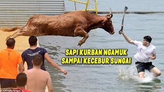 SAPI & PANITIA KURBAN KECEBUR SUNGAI. KUMPULAN VIDEO SAPI KURBAN N94MUK SAAT MAU DIP0T0NG