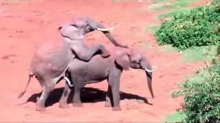 Mating elephants تزاوج الفيلة