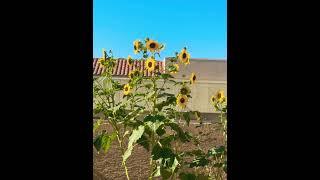 #sunflower #blooms #arizona #homegrown #philippines #nature #garden Our sunflowerblooms #viralshorts