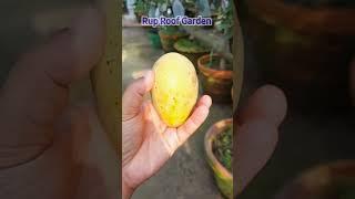 মরসুমের প্রথম আম হারভেস্ট। Sessions first mango harvesting। #Mango #Shorts #Viralvideo #ViralShorts