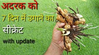 How to grow Ginger in 7 days in pot at home