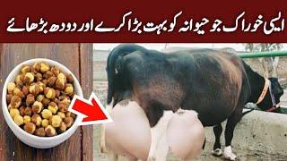 How To Increase Milk and Udder Size of Cows and Buffalos  Doodh Badhane Ka Desi Nuskha  Cow Milk