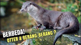 OTTER DAN BERANG-BERANG BERBEDA 8 FAKTA UNIK OTTER