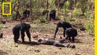 Aftermath of a Chimpanzee Murder Caught in Rare Video  National Geographic