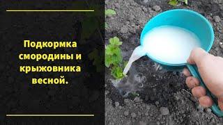 Первая подкормка смородины и крыжовника весной  #shorts