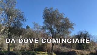 Video corso potatura olivo abbandonato