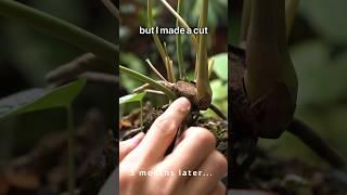 What Happens When You Cut Your Old Anthurium Plant 