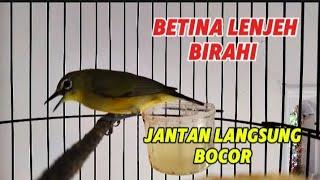 Pleci betina paling lenjeh suaranya bikin pleci jantan gacor