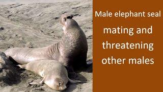 Male elephant seal mating and trying to chase away other males February 2021 - Sigillo di elefante