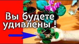 Цикламен  зацветёт шапкой если делать это один раз в месяц . Вы будете удивлены 