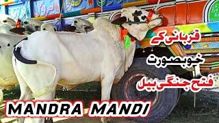 Mandra Mandi  ll 15052024 ll Cow Mandi ll Eid Collection ll Bhata chok mandi  ll Fateh jangi bulls