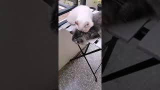 Mother Cat Cleaning Her Child