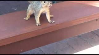 Austin Squirrels have huge balls