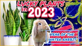 TOP 10 LUCKY PLANTS IN 2023  10 SWERTENG MGA HALAMAN SA 2023 Lucky Plants for health and prosperity