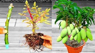 How To Grow Mango Tree From Cutting 14 × Views