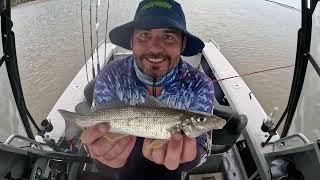 Fishing Moreton Bay overnight for Mackerel and Summer Whiting 24th Feb 2024 #whiting #mackerel