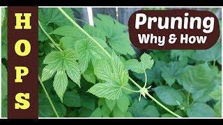 Pruning Hops 3 Reasons + How-to Tips