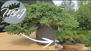 Making a bonsai from nursery stock juniper