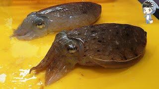 KOREAN STREET FOOD SQUID CUTTLEFISH SASHIMI KOREA SEAFOOD MARKET 포항 송도 활어회센터 갑오징어 오징어 물회 310521