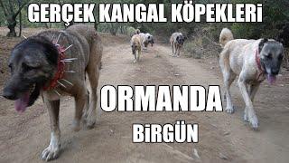 GERÇEK KANGAL KÖPEKLERİ İLE ORMANDA BİRGÜN  KURTLAR VE DOMUZLAR İLE YAŞANMIŞ OLAYLAR  DOĞADA 1 GÜN