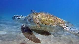 DIVE CURACAO PLAYA PISKADO 2024