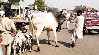 Bachre Nay Bhai Ko Tang Kiya Howa Hai  Bakra mandi Shahpur Kanjra