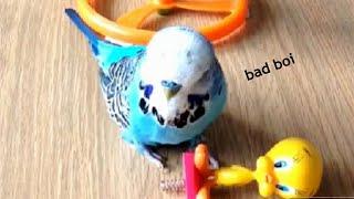 Funny Budgies and Parakeets Compilation  TikTok 2021