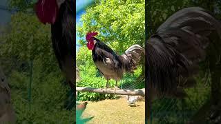 Michel unser Silverudds Blå Hahn #rooster #chickens #hühner #farming #bauernhof #keepingchickens
