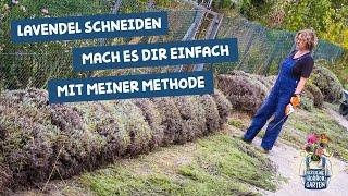 Lavendel schneiden - die einfache Methode I der kleine Horrorgarten