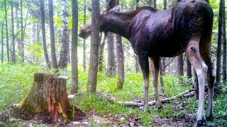 WILDLIFE How MOOSE LIVE in the FOREST? 4 Seasons FULL DOCUMENTARY