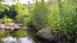 Small stream of the forest on a summer morning. Relaxing soft fresh water and bird sounds Meditation