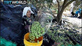 کشاورزان زیتون ترکیه به دنبال رشد بازار هستند  صحبت های پول