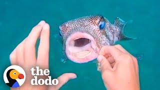 Pufferfish Asks Diver For Help  The Dodo